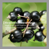 Blackcurrant